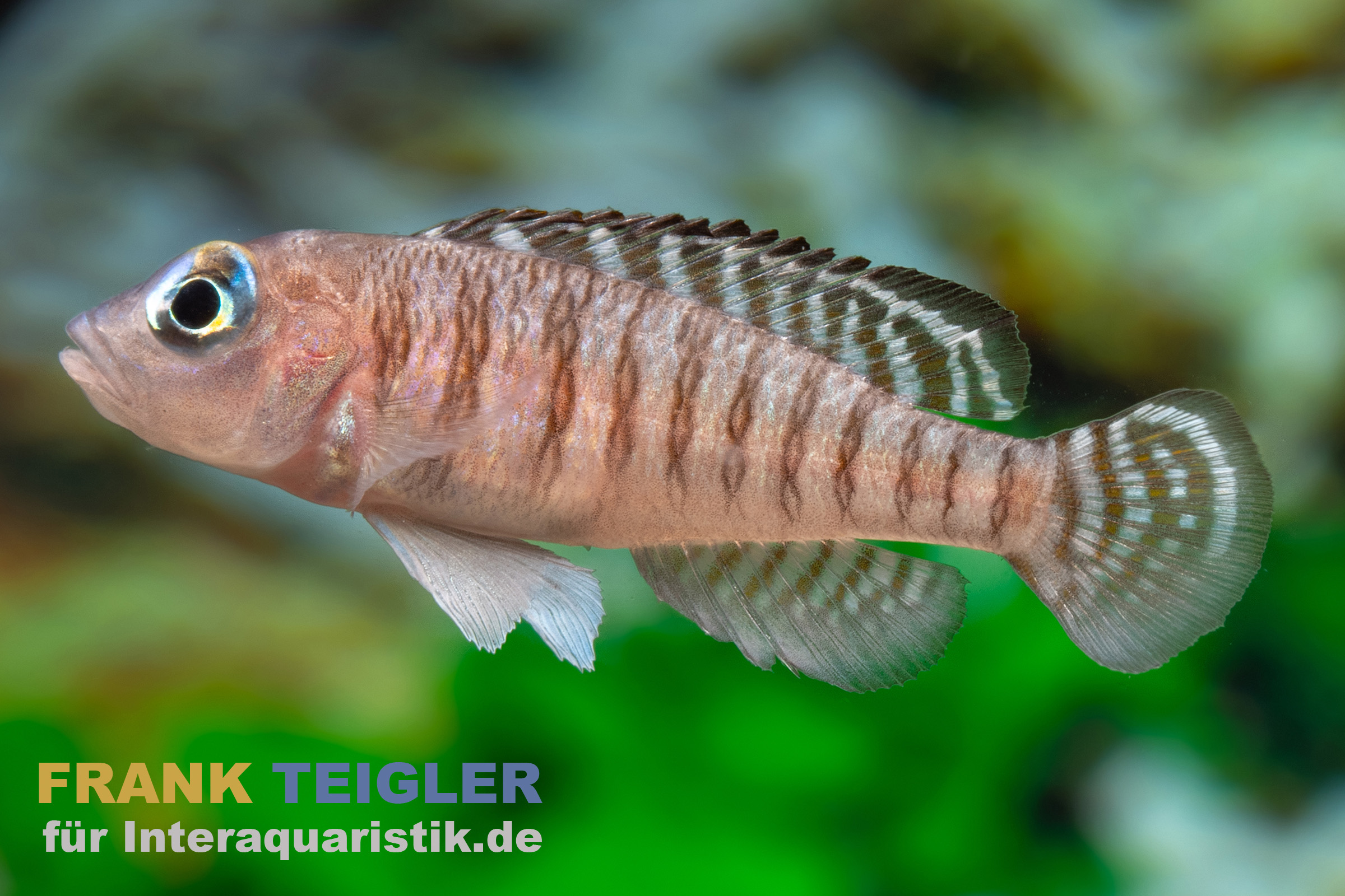 Seitenaufnahme einer gestreiften Grundel